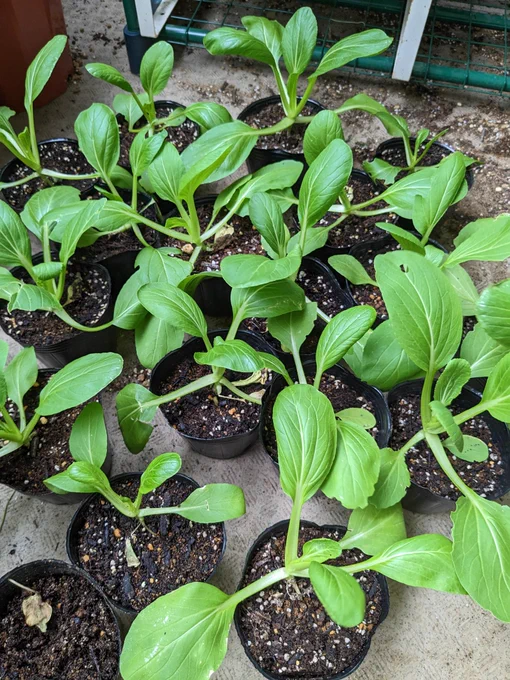 Lots of bok choy seedlings in pots