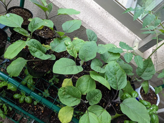 Lots of eggplant seedlings in pots
