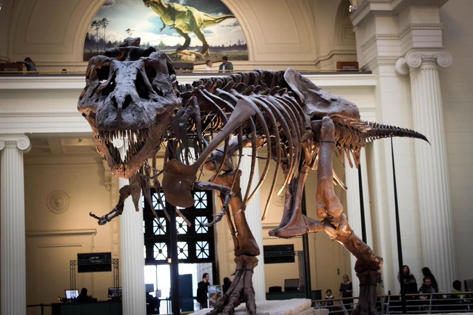 Tyrannosaurus rex (T. rex) exhibit named 'Sue' at the Field Museum in Chicago (USA)