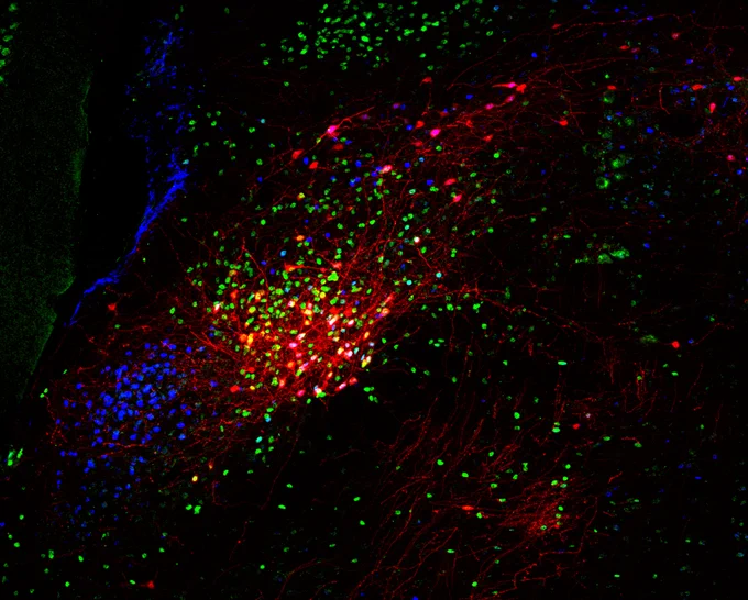 Une mosaïque complexe de neurones dans le noyau parabrachial du cerveau. Les neurones rouges ont été marqués par un virus et projettent à travers tout le cerveau pour contrôler la libération de neurohormones de stress suite à une inflammation du sang (c-Fos, bleu). Ces neurones expriment un facteur de trascription (FoxP2, vert). 
© Institut Pasteur/Ferdinand Jagot