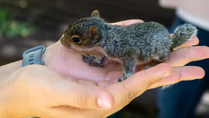 Cupped hands holding a baby squirrel
