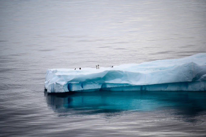 Eisscholle, im Wasser treibend