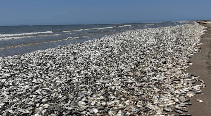 Am Strand angespülte tote Fische
