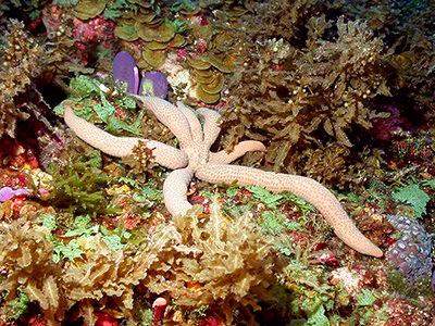 A pale orange sea star with 7 arms lying in a bed of leafy algae and purple sponges on a deep reef.