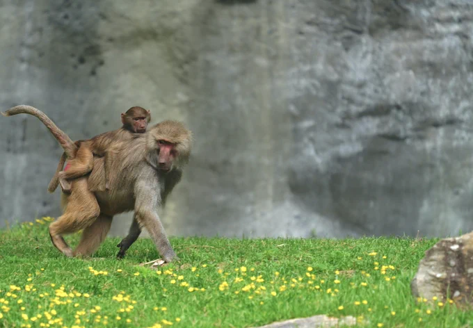 A juvenile hamadryas baboon rides on the back of an adult while it walks through the North Carolina Zoo baboon habitat.
