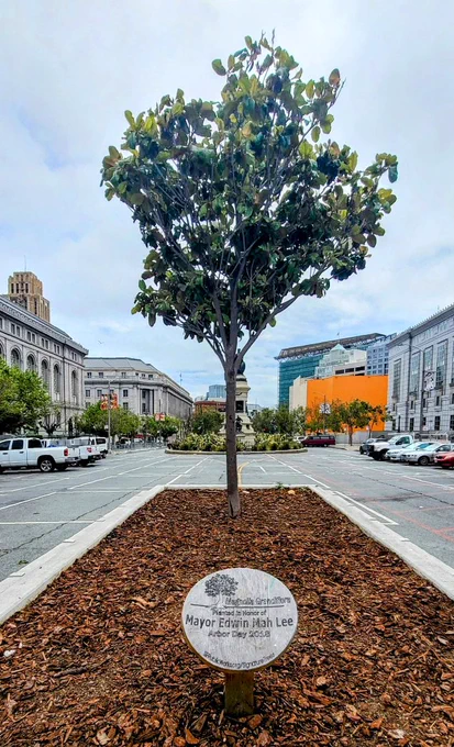 Mayor Ed Lee memorial tree