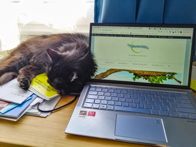 Kater schläft am Schreibtisch neben Laptop 