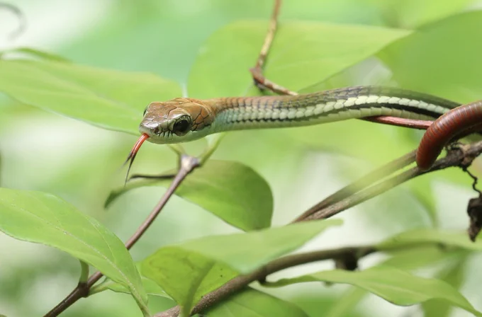 The picture shows a brown and white snake with dark round eyes (Dendrelaphis pictus) on a tree branch facing the camera and sticking its red tongue out. © Jörg Blessmann