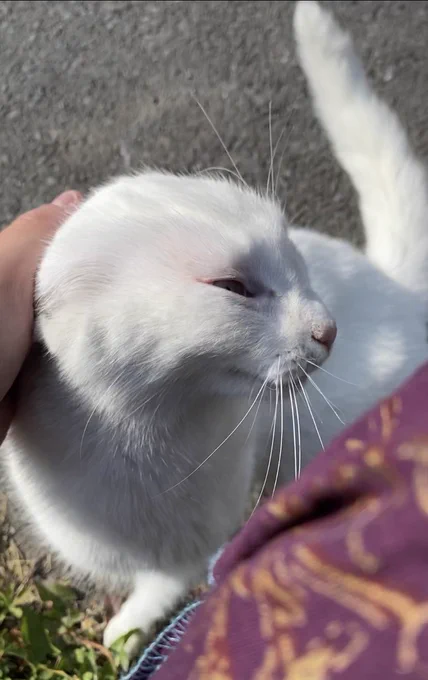 Stinky is in the sitting down in middle of the image. The sun is shining on her as I pet her head far enough to flatten her ears. In the far right you can see her tail pointing straight up.