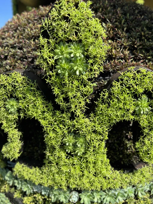 closeup of planting