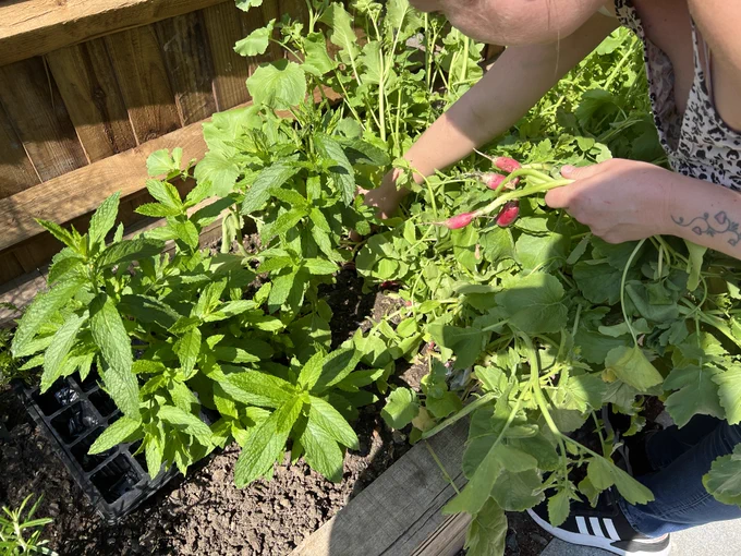 Checking out the radishes!