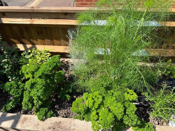 Some of our herb garden