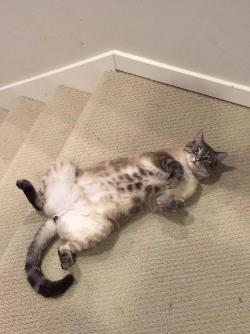 A cat lays on his back at the top of the stairs, exposing  the spots on his chest, the white fur between his thighs, and his black fur kitty nether region. He’s also cross eyed.