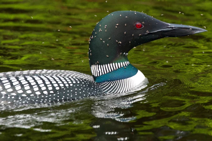 An adult loon with black flies covering its head