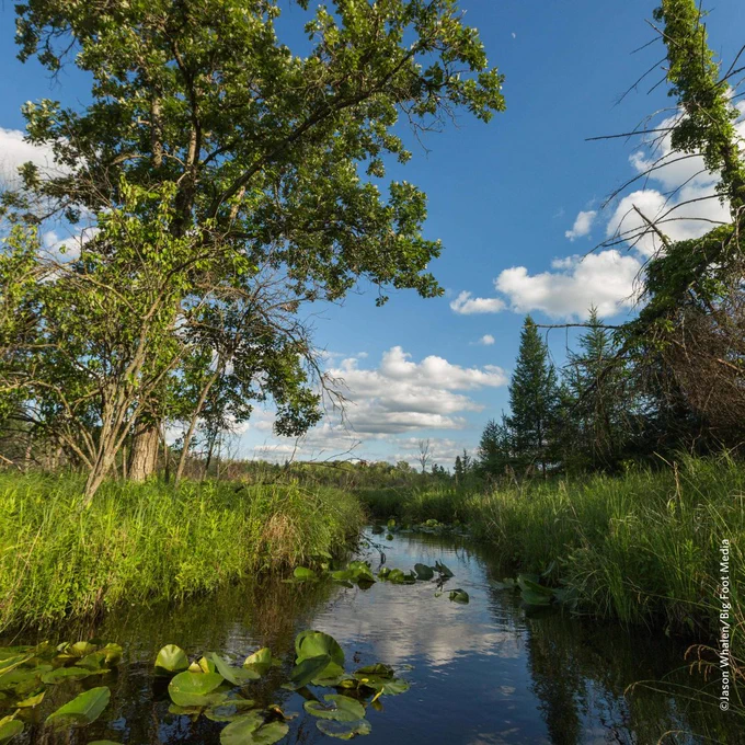 A stream meanders through tall grasses. The sky is reflected in the water.