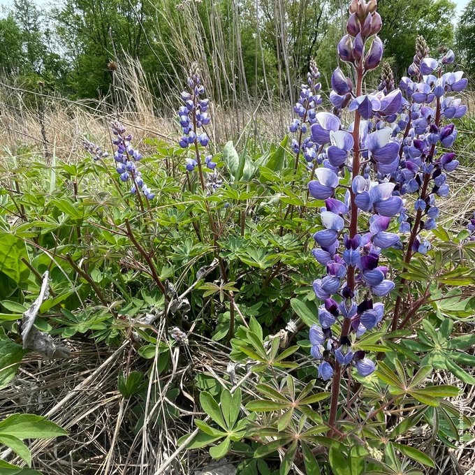 Purple flowers blooming at Grand River Fen.