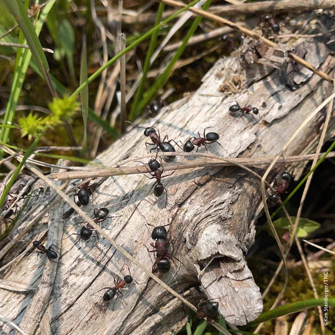Ants crawl on a piece of wood.