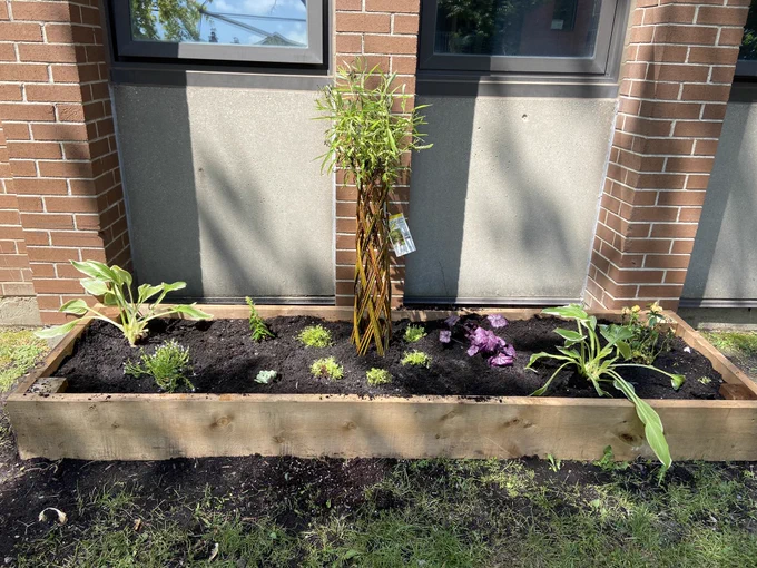 Garden boxes with plants