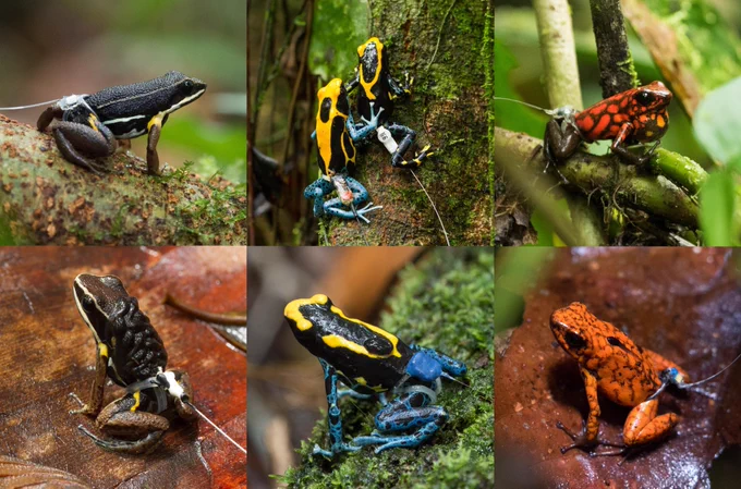 Photos of poison frogs carrying tiny transmitters which allow researchers to track them as they move around the rainforest. Photos: A. Pašukonis