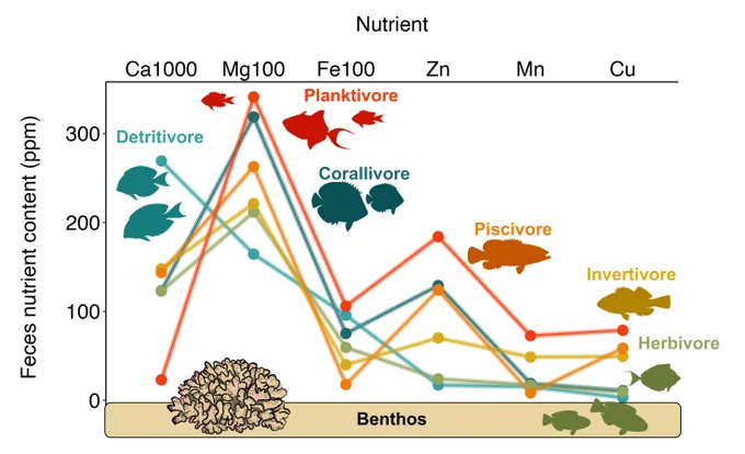 Schematic demonstrating mean micronutrient (Ca, Mg, Fe, Zn, Mn, Cu) contribution by primary trophic guilds of coral reef fishes. Trophic guilds are represented by species within each guild