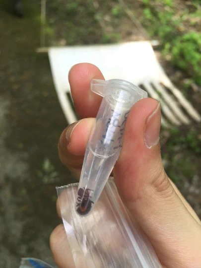Collection of ticks floating in a small vial, held by fingers, with a drag cloth in the background