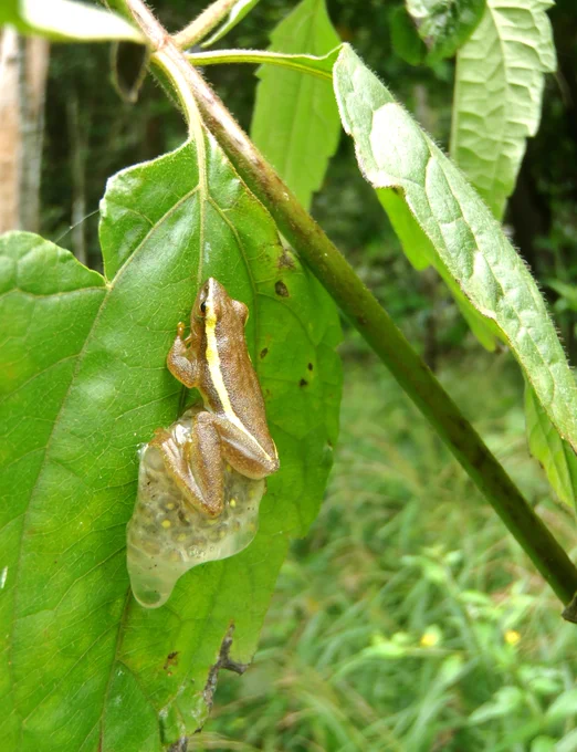 Rhacophorid tree frog laying on top of an egg-mass on a leaf