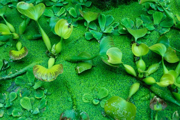 Green water plants