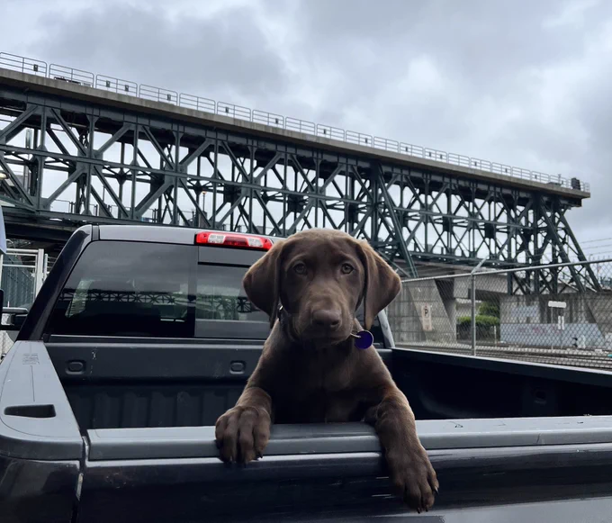 Rye the turf dog riding in the back of a truck while visiting T-Mobile Park.