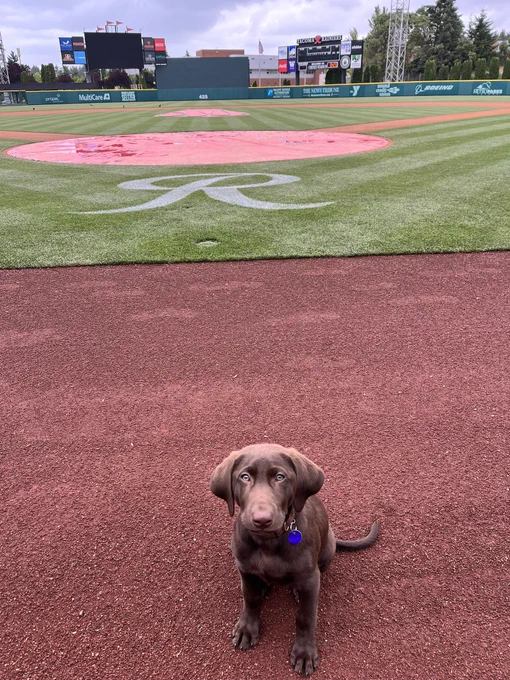 Rye the turf dog visiting Cheney Stadium.
