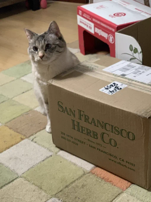 A small cat protects her giant sealed box of bulk catnip.