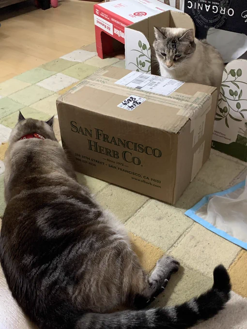 Two cats have a stare down contest over a wholesale quantity of bulk catnip.