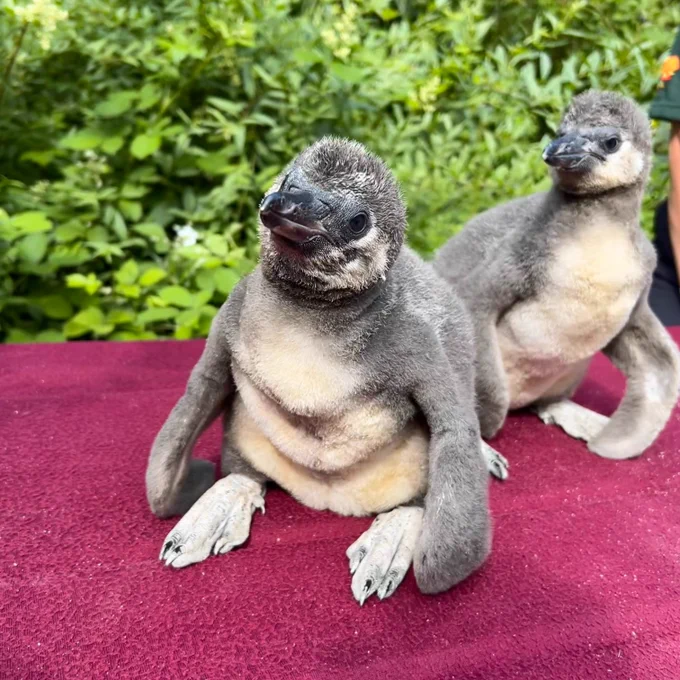 Two seven week old penguin chicks on a blanket in their enclosure. They are small and fluffy with light grey feathers