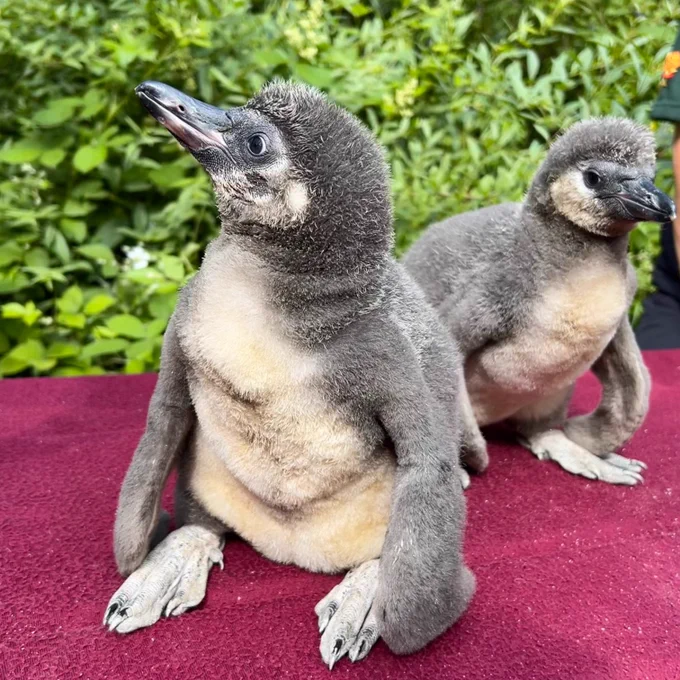 Two penguin chicks sat on a blanket. They are looking away from the camera to show off their tiny beaks
