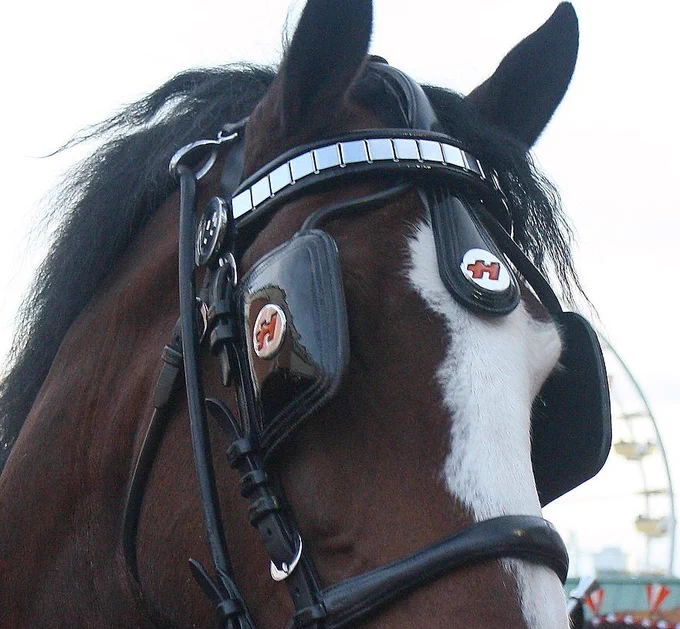 Horse blinkers (blinds). From Wikipedia cc2.0 (author: "Steve")