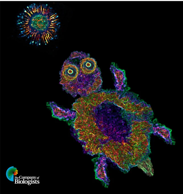 Previous winner of JCS image competition by Tejeshwar Rao called 'Trippy Tension Turtle Tailing Treats’, an artistically rendered montage of HUVECs plated on a multiplex Tension Gauge Tether.