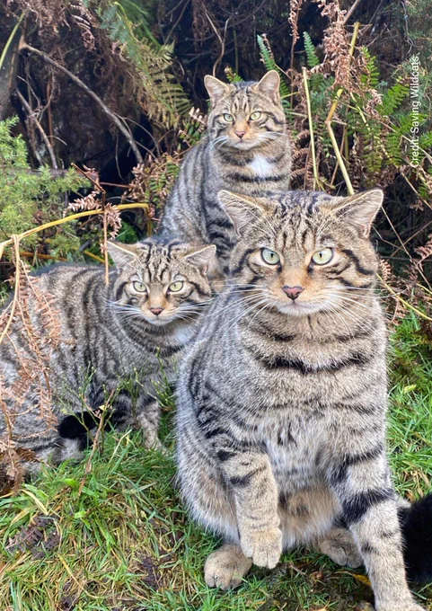 A photo of three Scottish Wildcats amongst grass and ferns. 
