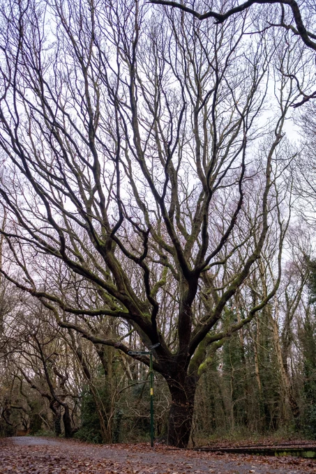 A large tree without its leaves