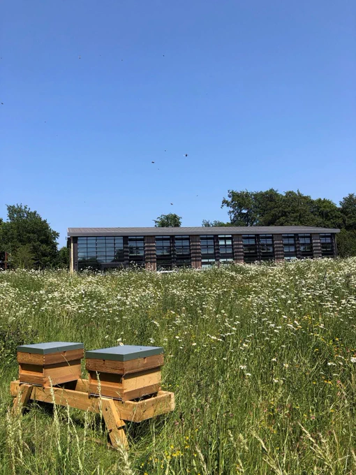 New beehives at the Alliston Centre. Image copyright: The Growth Hub Cirencester. Image shows two boxes/beehives among wildflowers and at the back the Alliston Centre building can be seen.