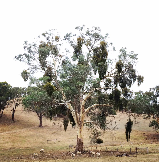 A eucalyptus tree in a sheep paddock (with sheep) and lots of mistletoe plants on it. There are almost more mistletoe leaves than eucalypt leaves.