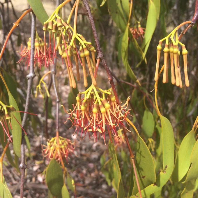 Several groups of flowers hanging amongst leaves. The flowers have long slender petals in reds and oranges, and a long stigma.