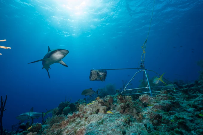 Caribbean reef shark. Photo Andy Mann