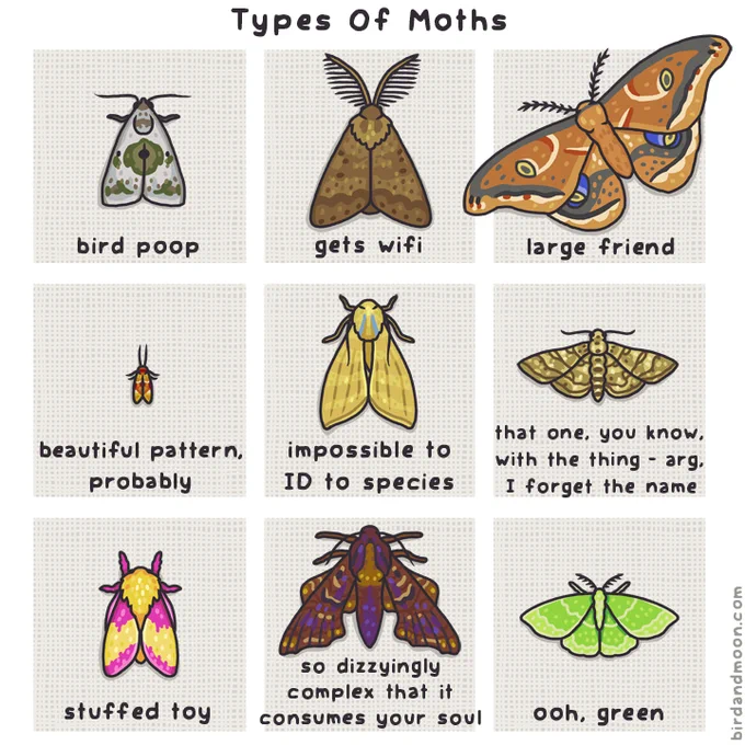 A comic titled Types of Moths, with nine panels arranged in a 3 by 3 grid. From left to right and top to bottom, there's a green and white moth labeled bird poop, a brown moth with big antennae labeled gets wifi, a large brown and blue-eyed moth labeled large friend, a tiny orange moth labeled beautiful pattern, probably, a beige and blue moth labeled impossible to ID to species, a beige and brown moth labeled that one you know, with the thing - arg, I forget the name, a yellow and pink moth labeled stuffed toy, a dizzyingly patterned purple and brown moth labeled so dizzyingly complex that it consumes your soul, and a green and white striped moth labeled ooh green.