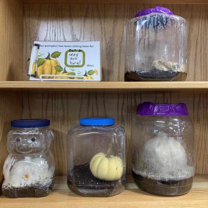 Three rotting pumpkins in containers and one non rotting pumpkin.