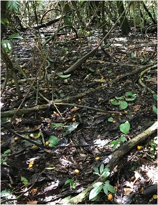 Photo: A bunch of rotting Spondias mombin fruit on the forest floor at Barro Colorado Island. Each fruit is an ephemeral habitat patch for Caenorhabditis nematodes. 