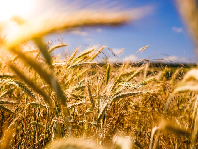 🌾Don't miss our FREE seminar on Precision Farming: Empowering Food Security and Sustainable Agriculture! Prof. Guttila Jayasinghe shares insights on the transformative potential of precision agriculture 🌱 
http://ow.ly/stJa50OGABp
#SustainableAgriculture #Innovation @unsplash