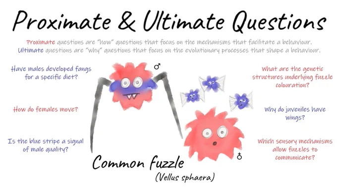 Proximate & Ultimate Questions activity pack, featuring the Common fuzzle (Vellus sphaera)