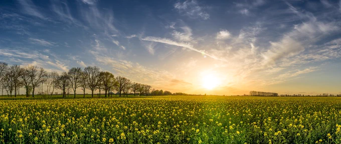 Oilseed field (landscape).
