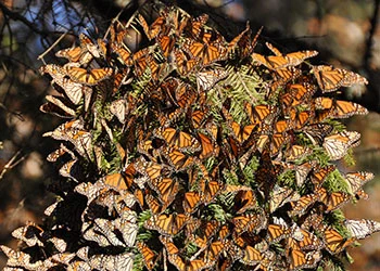 Around 50 monarch butterflies on a tree showing their orange and black wings. 