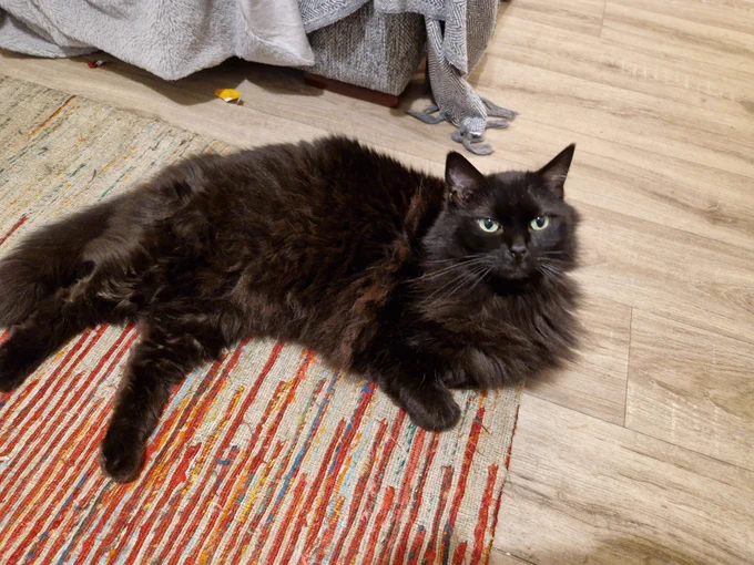 Kitty Leo lies on his carpet and looks up at you.