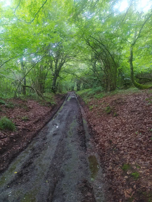 Le chemin dans la forêt, dont on ne se lasse pas. 